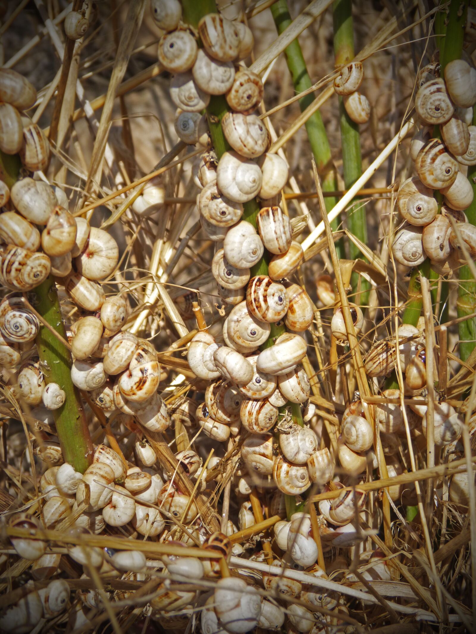 Panasonic DMC-FZ62 sample photo. Snails, fennel, crowd photography
