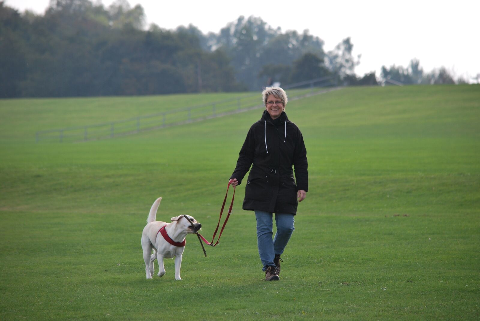 Nikon D60 sample photo. Animal, dog, labrador photography
