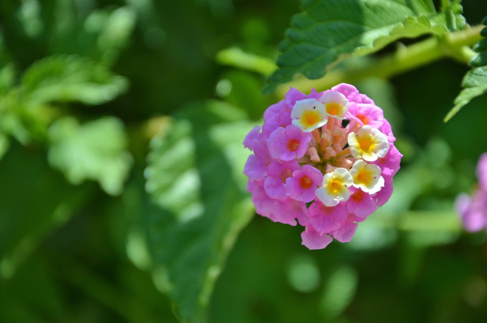 Nikon D7000 sample photo. Flower, spring, summer photography