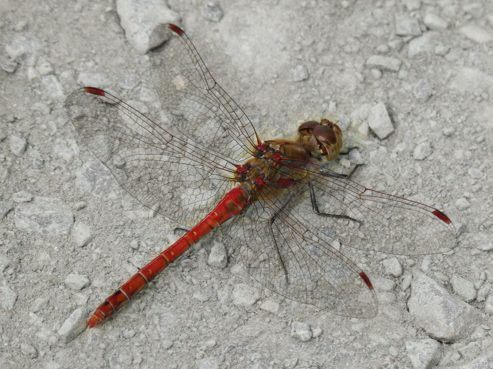 Panasonic DMC-FZ62 sample photo. Dragonfly, red dragonfly, sympetrum photography