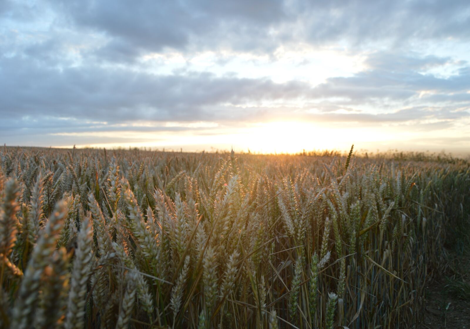 Nikon D3200 sample photo. Landscape, field, sky photography