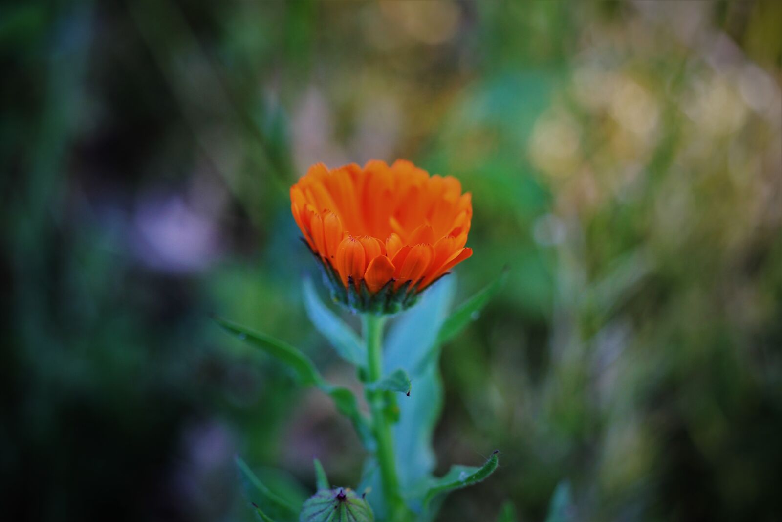 Canon EOS 7D sample photo. Blossom, bloom, orange photography