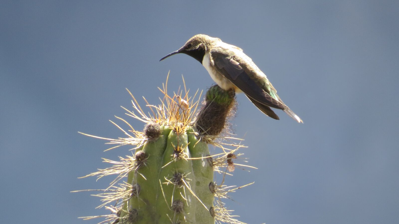 Canon PowerShot SX50 HS sample photo. Peru, cactus, hummingbird photography