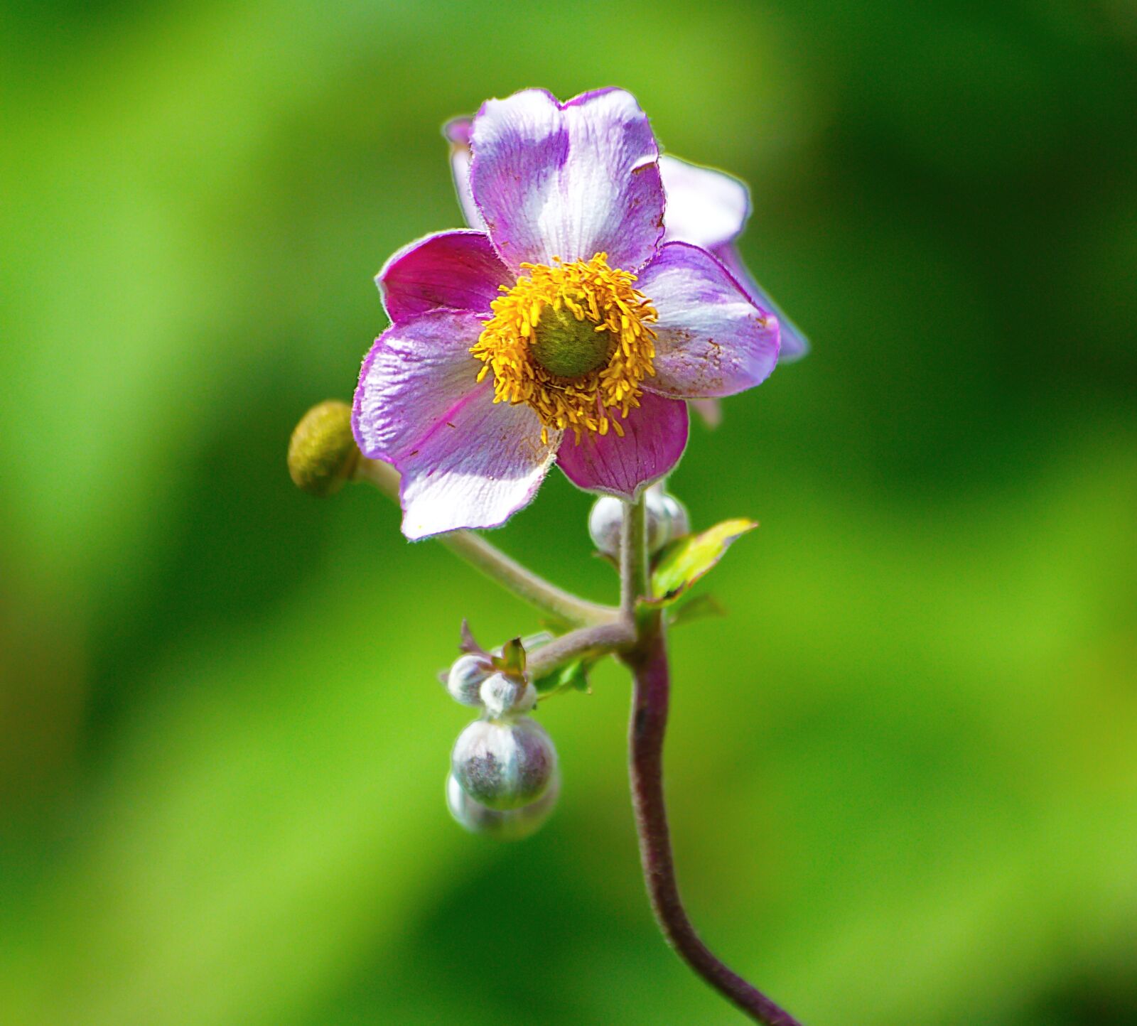 Nikon D7100 sample photo. Fauna, flower, insect photography
