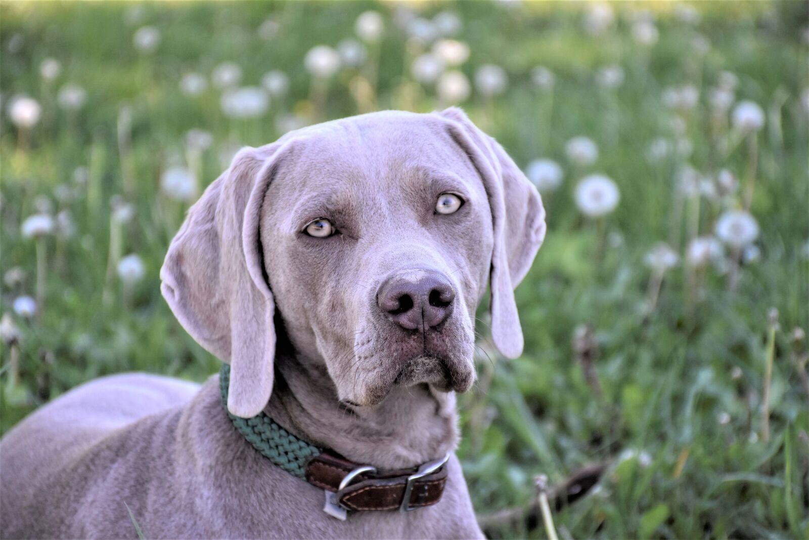 Nikon D7200 sample photo. Dog, weimaraner, pet photography