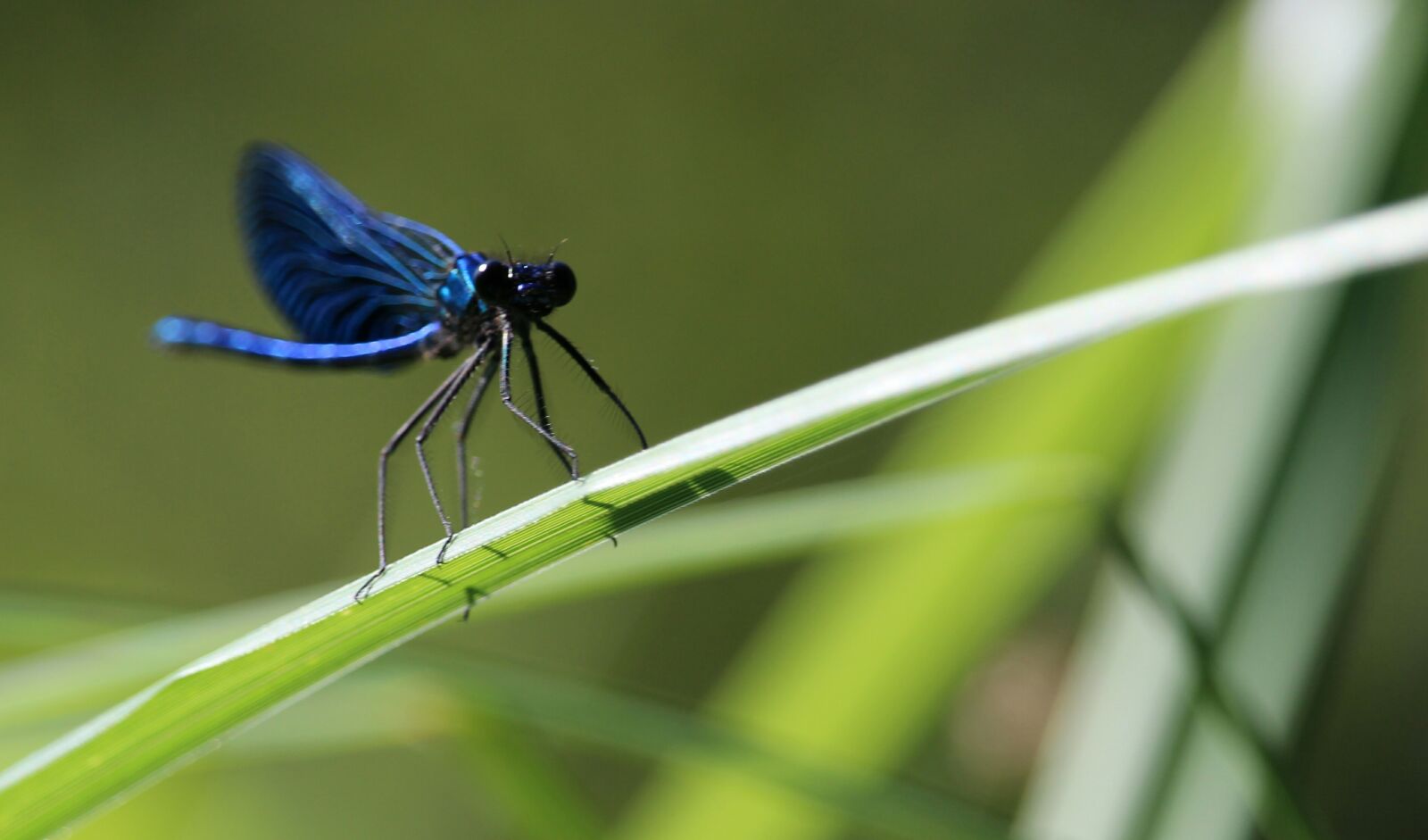 Canon EF-S 55-250mm F4-5.6 IS STM sample photo. Dragonfly, insect, grass photography