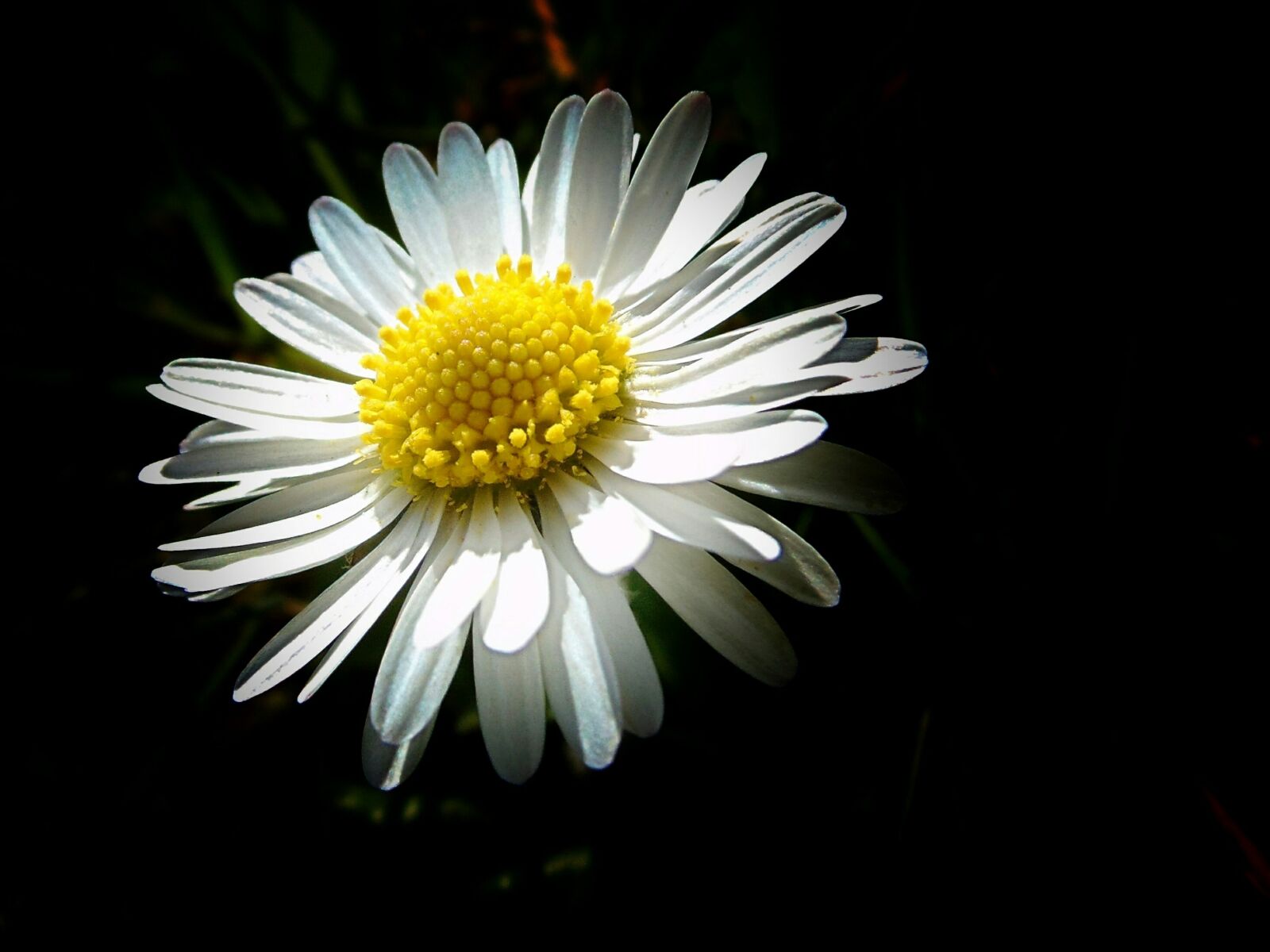 Sony Cyber-shot DSC-H300 sample photo. Daisy, tender, small photography