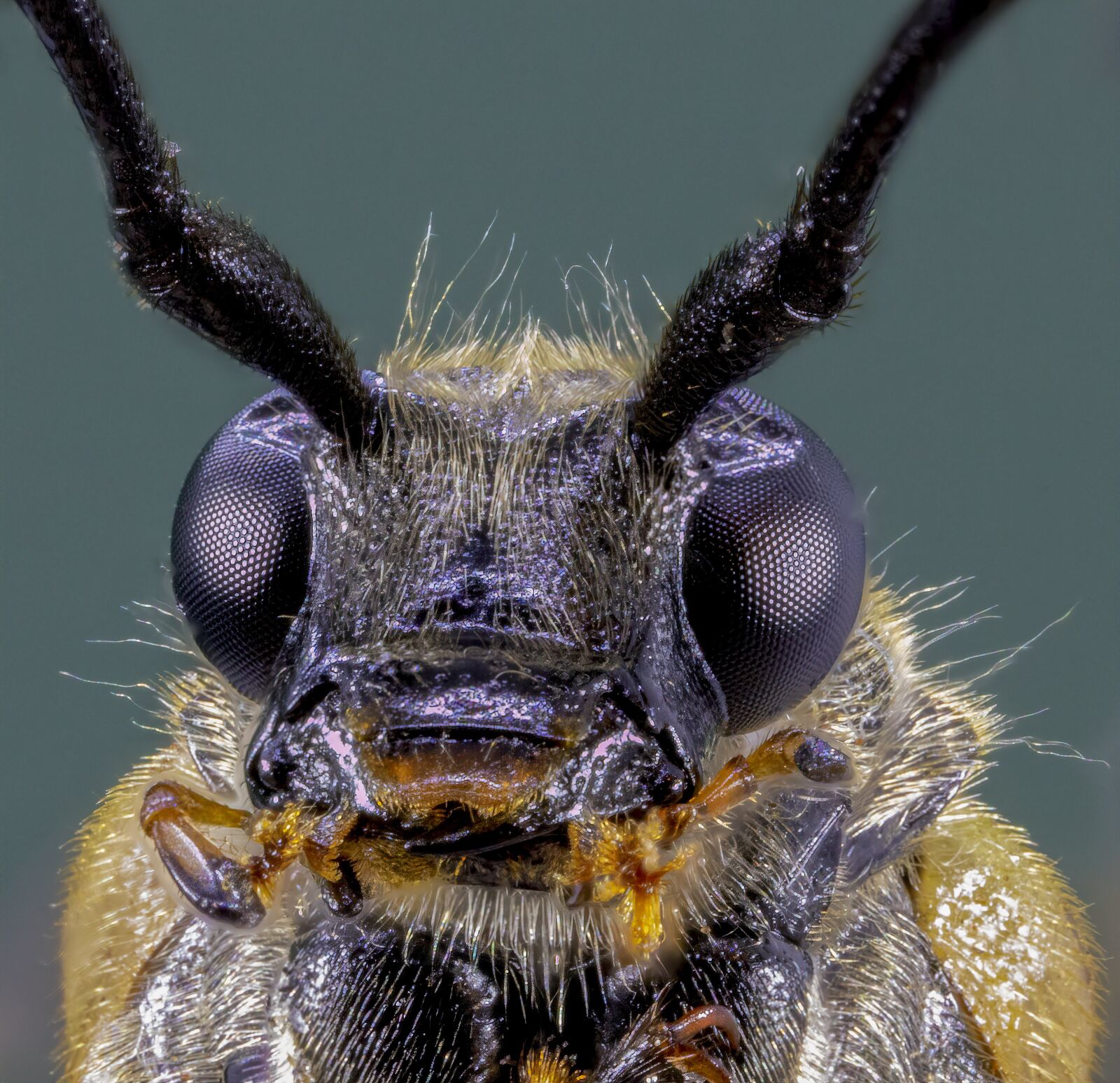 Canon MP-E 65mm F2.5 1-5x Macro Photo sample photo. Spotted-longhorn, beetle, close photography