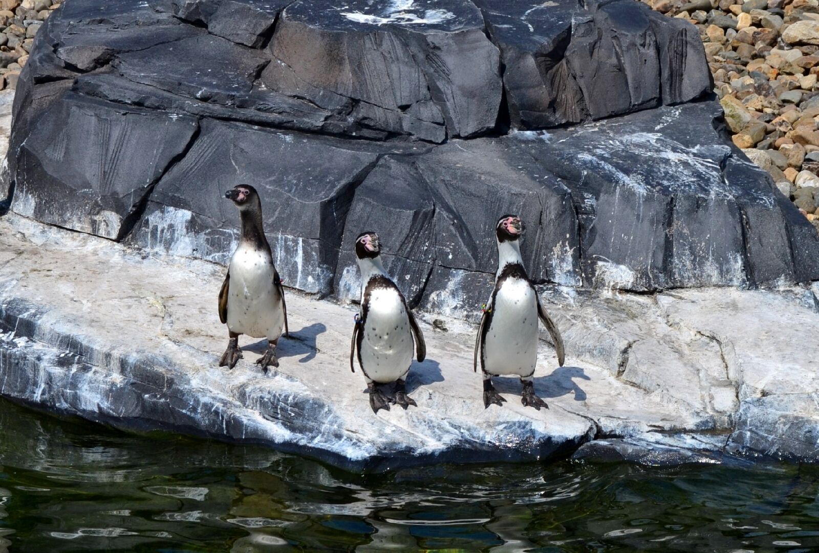 Nikon D3100 sample photo. Penguins, bird, zoo photography