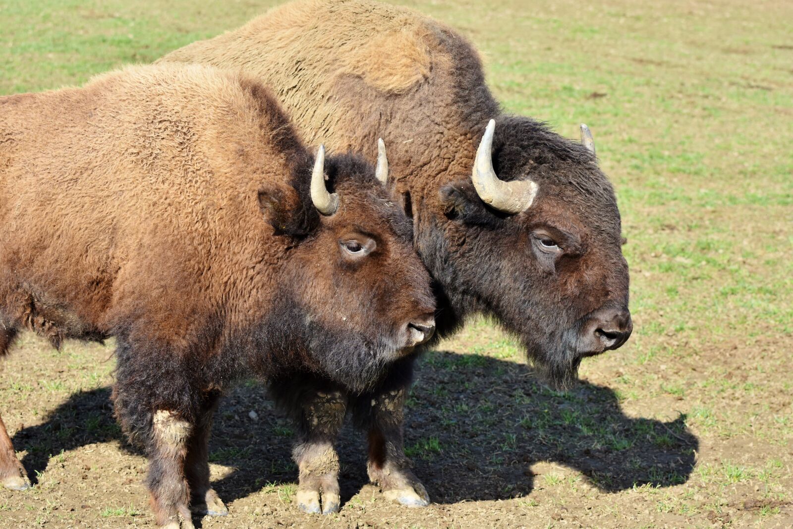 Nikon D7200 sample photo. Bison, buffalo, horns photography