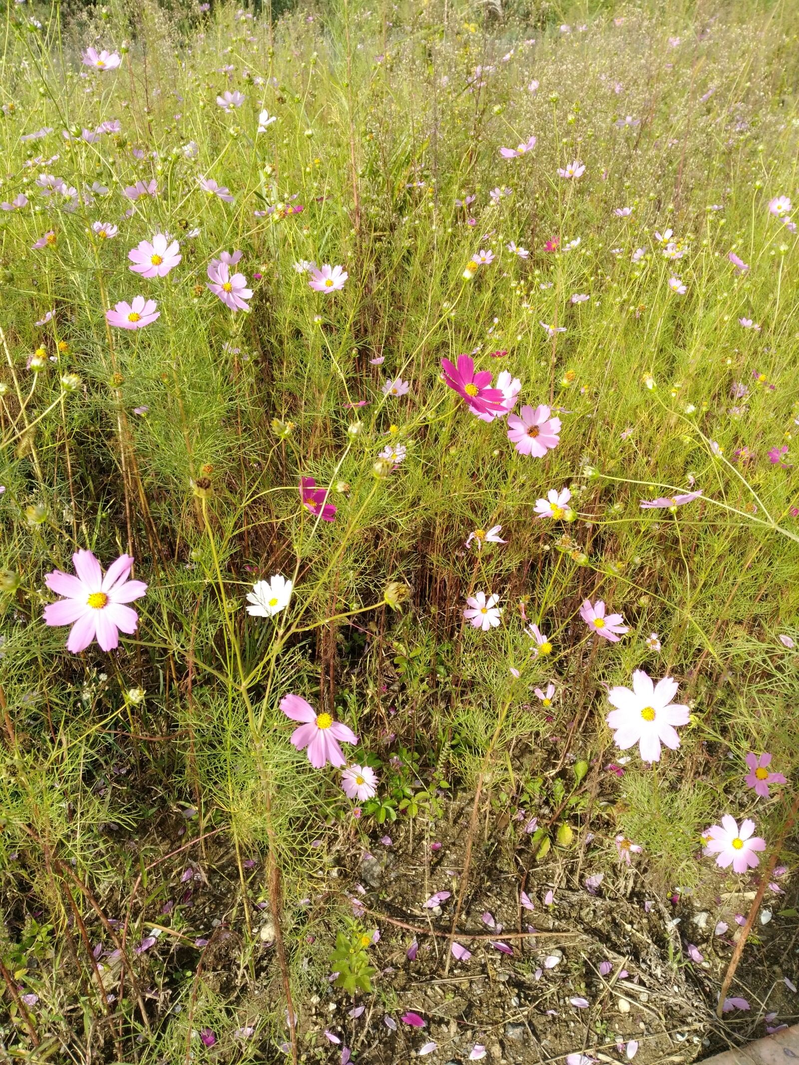 HUAWEI P9 LITE sample photo. Cosmos, men and women photography
