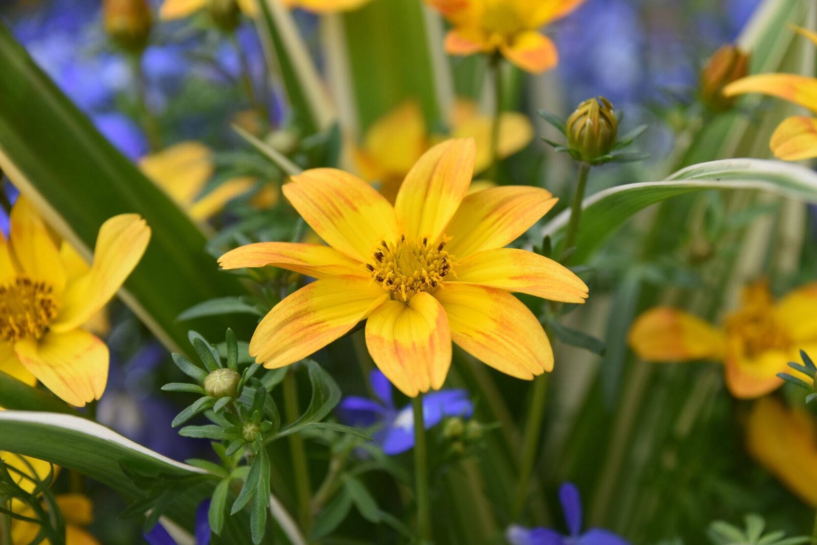 Nikon D5600 sample photo. Flower, petals, floral composition photography