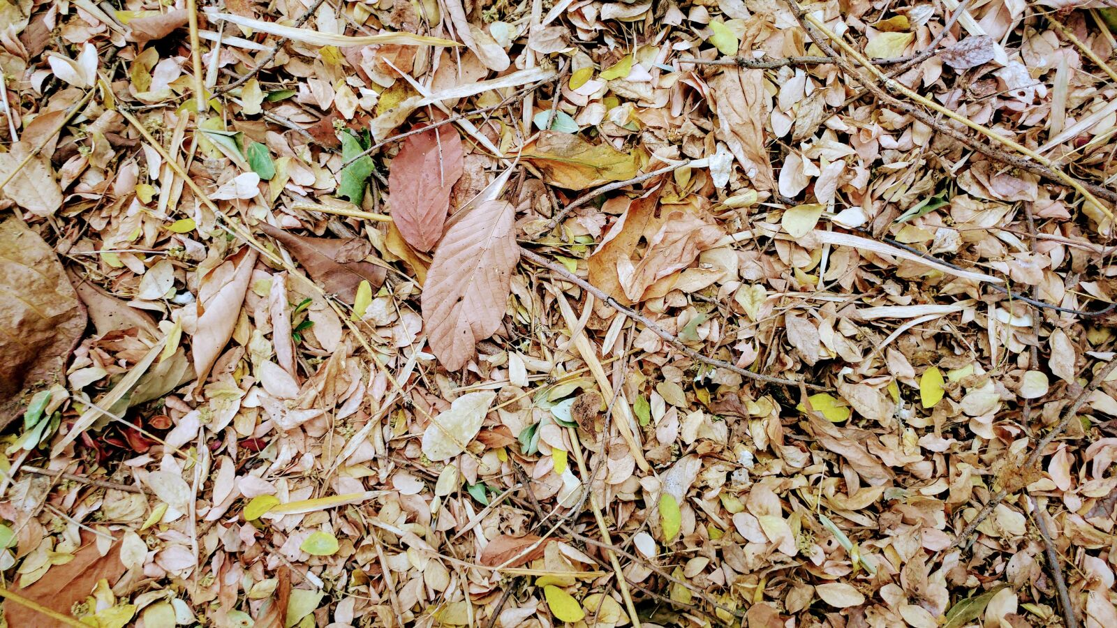 LG G5 sample photo. Humus, dried leaves, fall photography