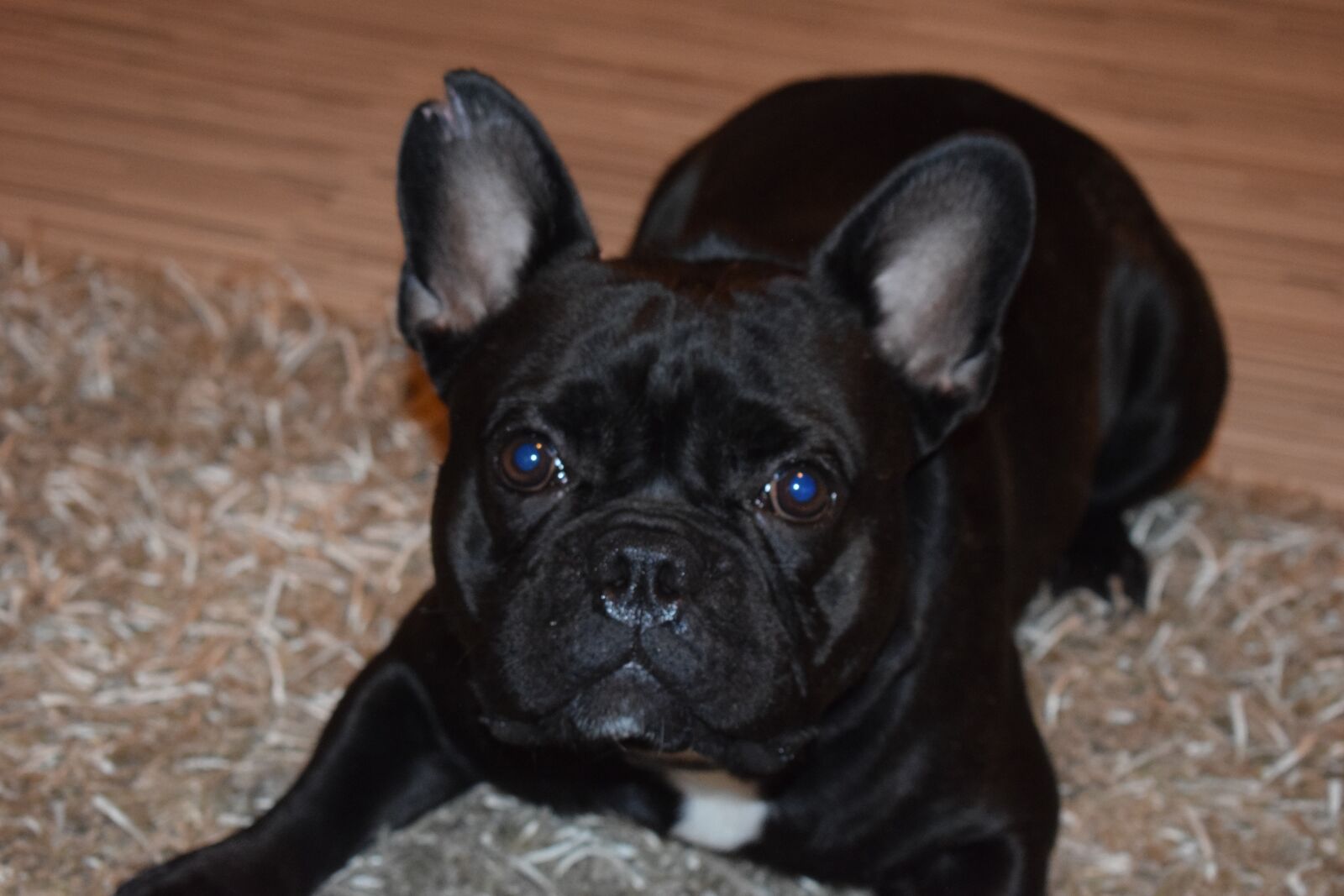 Nikon D5300 sample photo. French bulldog, dogs, pet photography