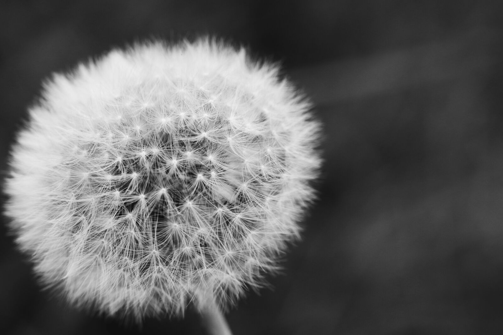 Canon EOS 7D Mark II sample photo. Dandelion, autumn, nature photography
