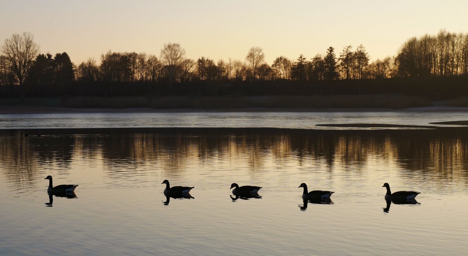 Panasonic Lumix DMC-GX85 (Lumix DMC-GX80 / Lumix DMC-GX7 Mark II) sample photo. Nature, ducks, water photography
