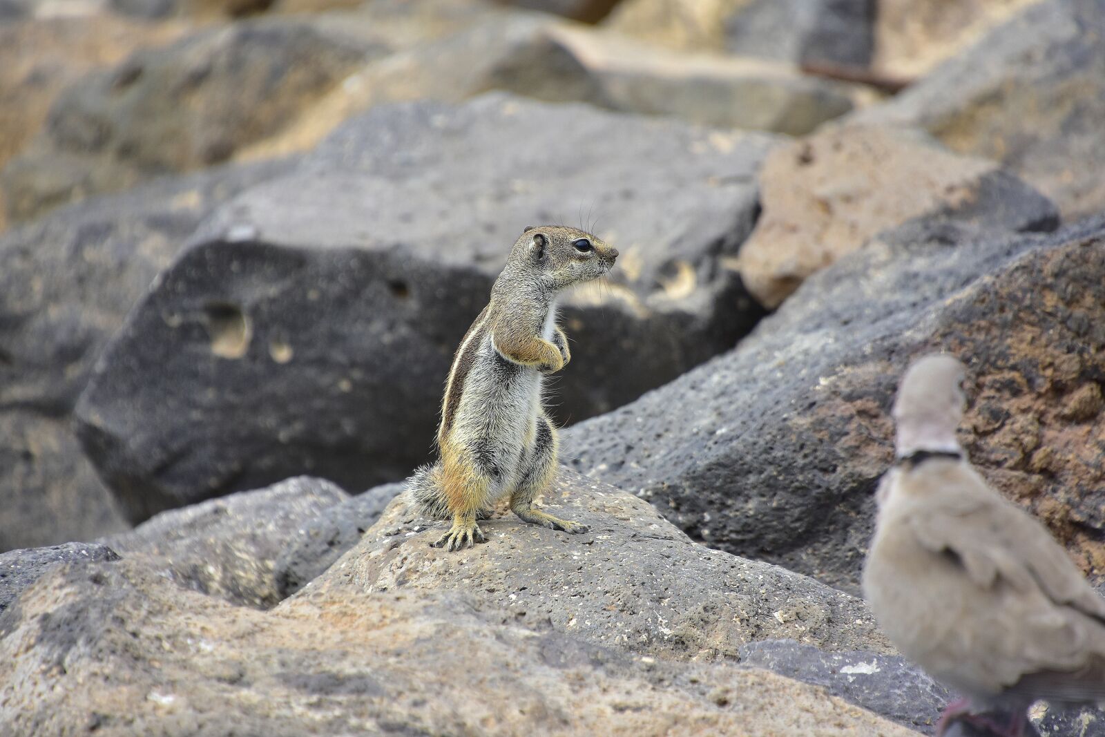 Nikon D7200 sample photo. Squirrel barbary, fuerteventura, rodent photography