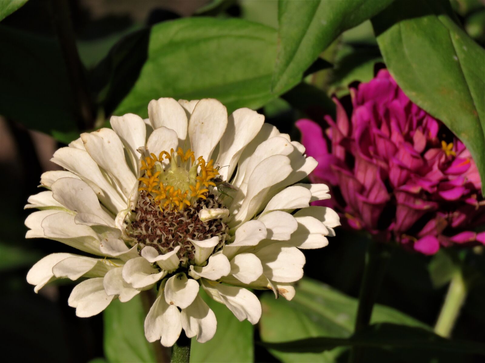 Canon PowerShot SX60 HS sample photo. Flower, white, yellow photography