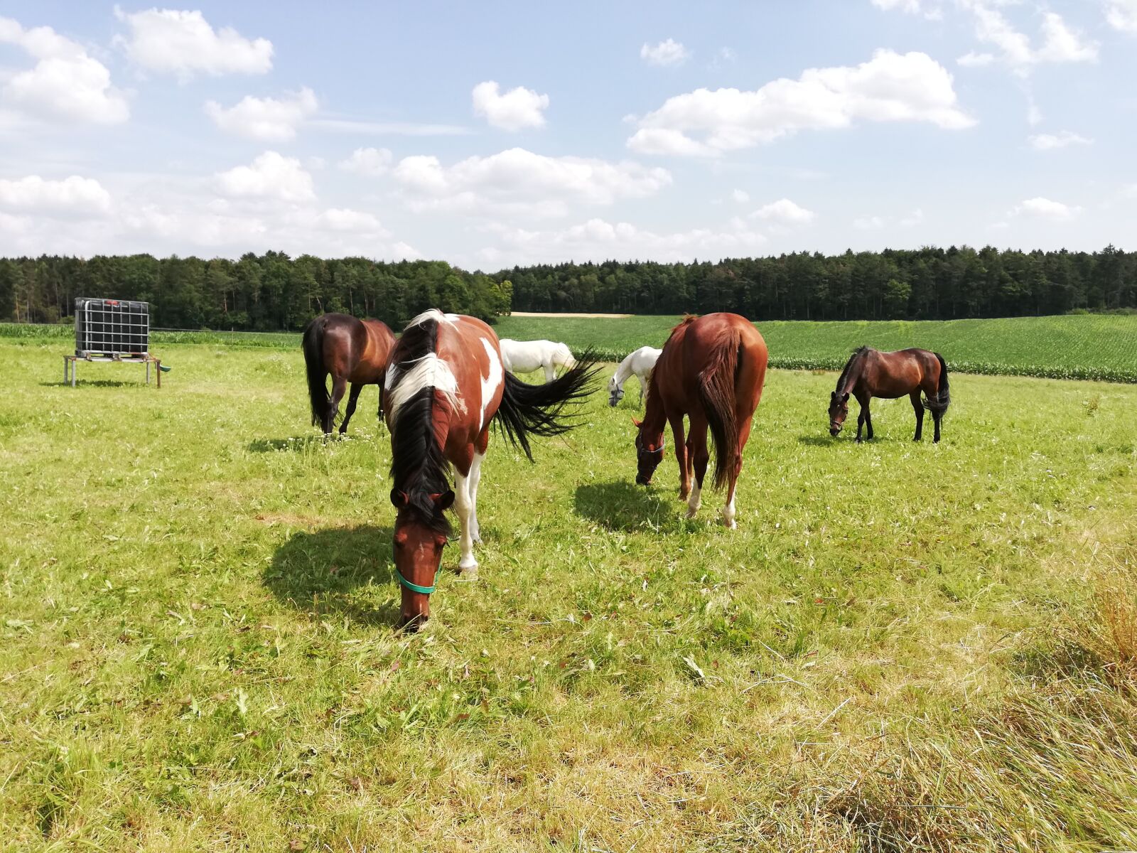 HUAWEI P20 lite sample photo. Coupling, horses, mares photography