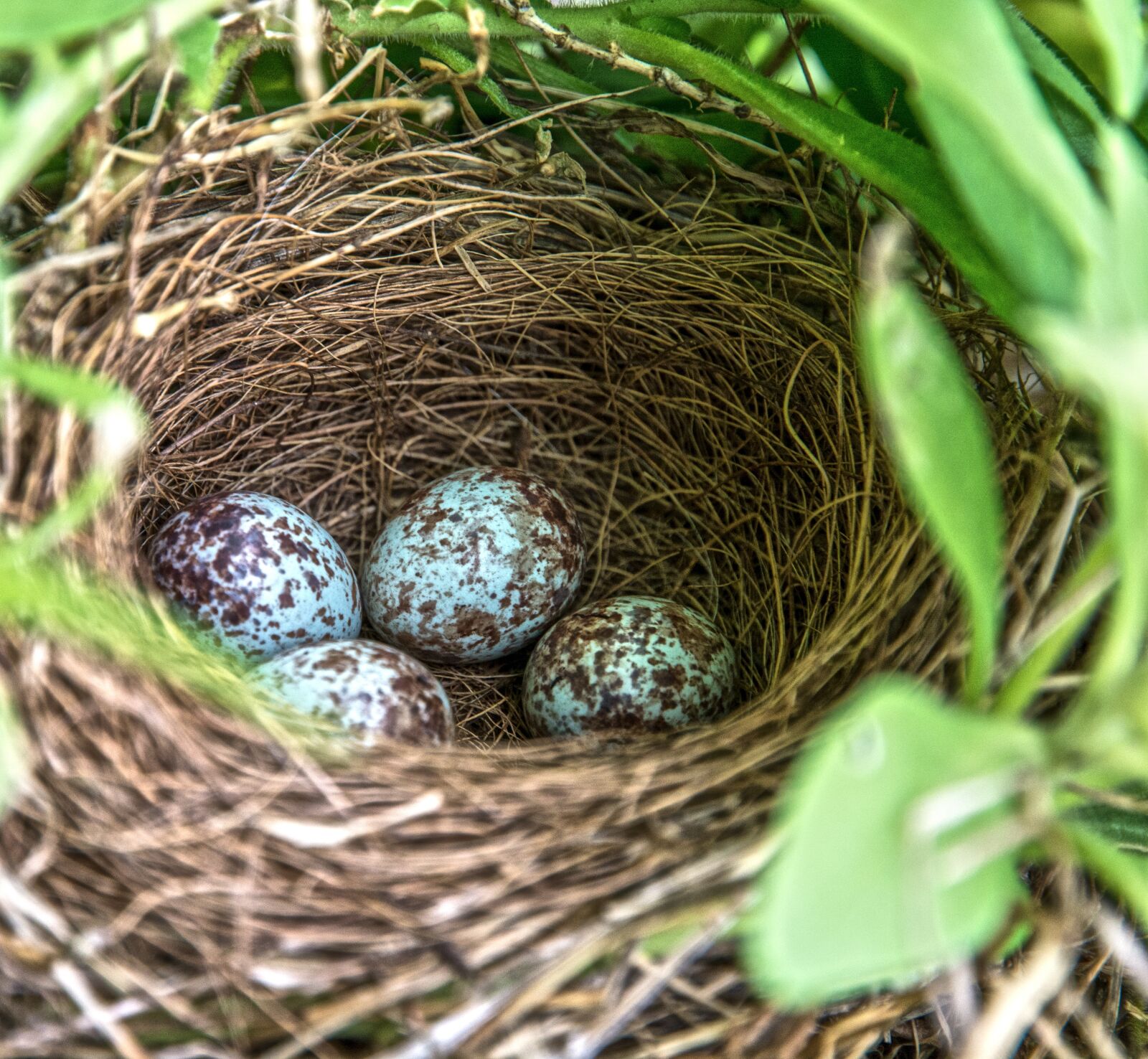 Nikon D7100 sample photo. Nest, robin, eggs photography