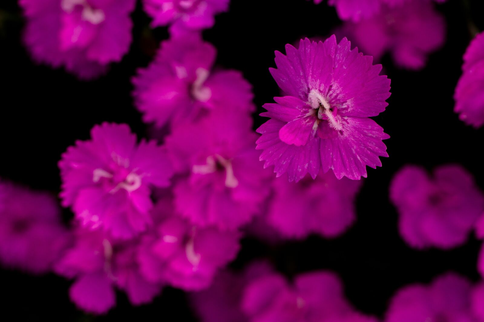 Tamron SP AF 60mm F2 Di II LD IF Macro sample photo. Carnation, pink, blossom photography