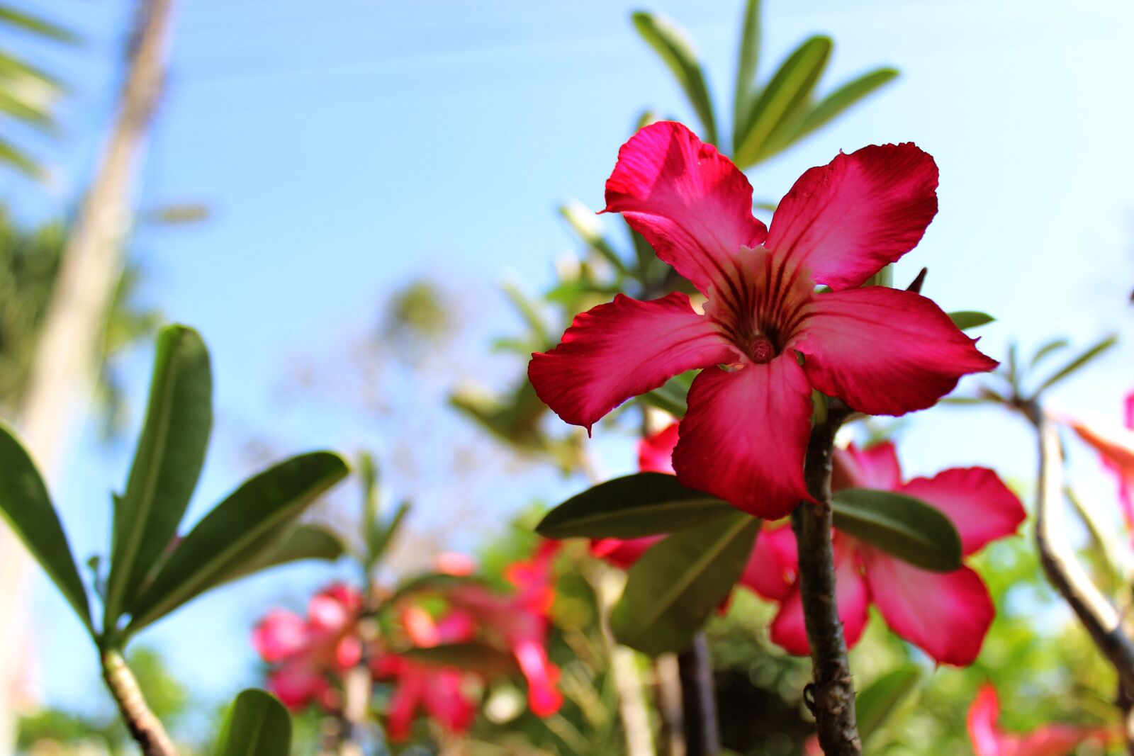 Canon EOS 600D (Rebel EOS T3i / EOS Kiss X5) sample photo. Flowers, red, invited to photography