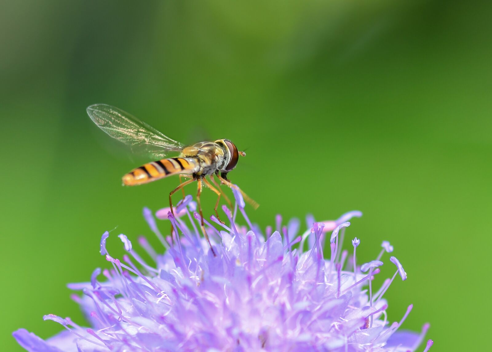 Nikon D500 + Tokina AT-X Pro 100mm F2.8 Macro sample photo. Hoverfly, insect, flower photography