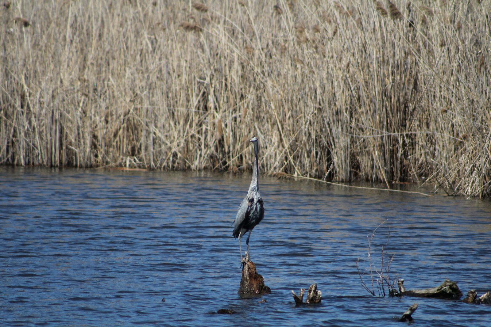 Canon EOS 1200D (EOS Rebel T5 / EOS Kiss X70 / EOS Hi) sample photo. Bird, tall, water photography