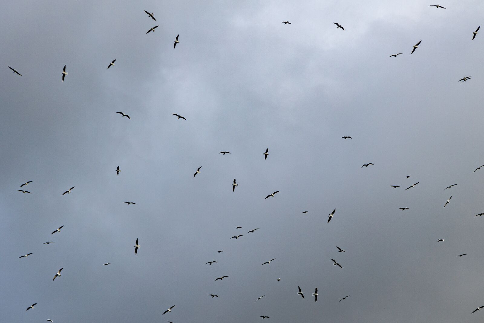 Canon EOS R sample photo. Seagull flying, birds, swarm photography