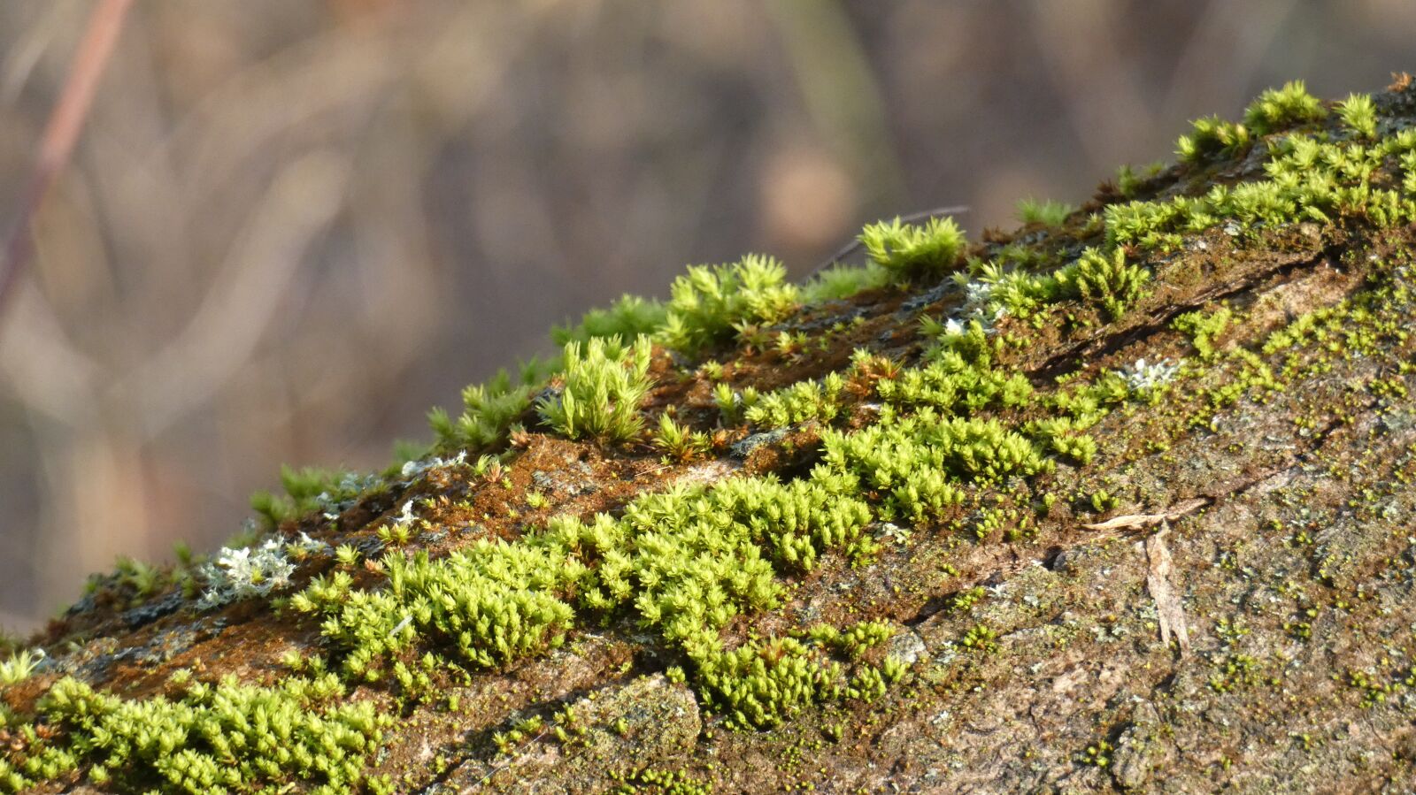 Panasonic Lumix DC-FZ80 (Lumix DC-FZ82) sample photo. Moss, grass, wood photography