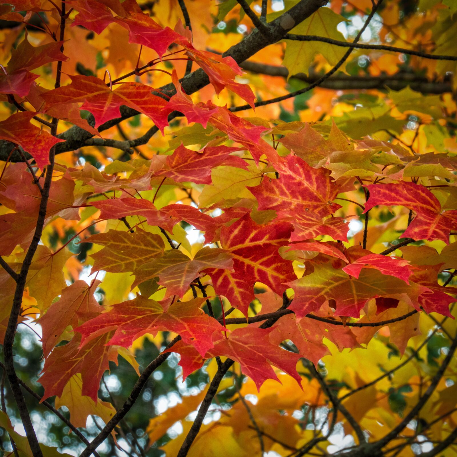 OLYMPUS M.14-150mm F4.0-5.6 II sample photo. Autumn, new england, foliage photography