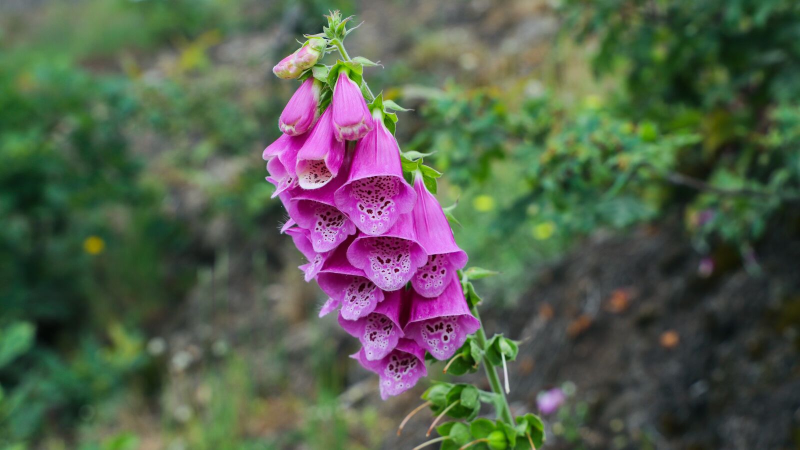 Canon EF 24-105mm F3.5-5.6 IS STM sample photo. Digitalis, blossom, bloom photography