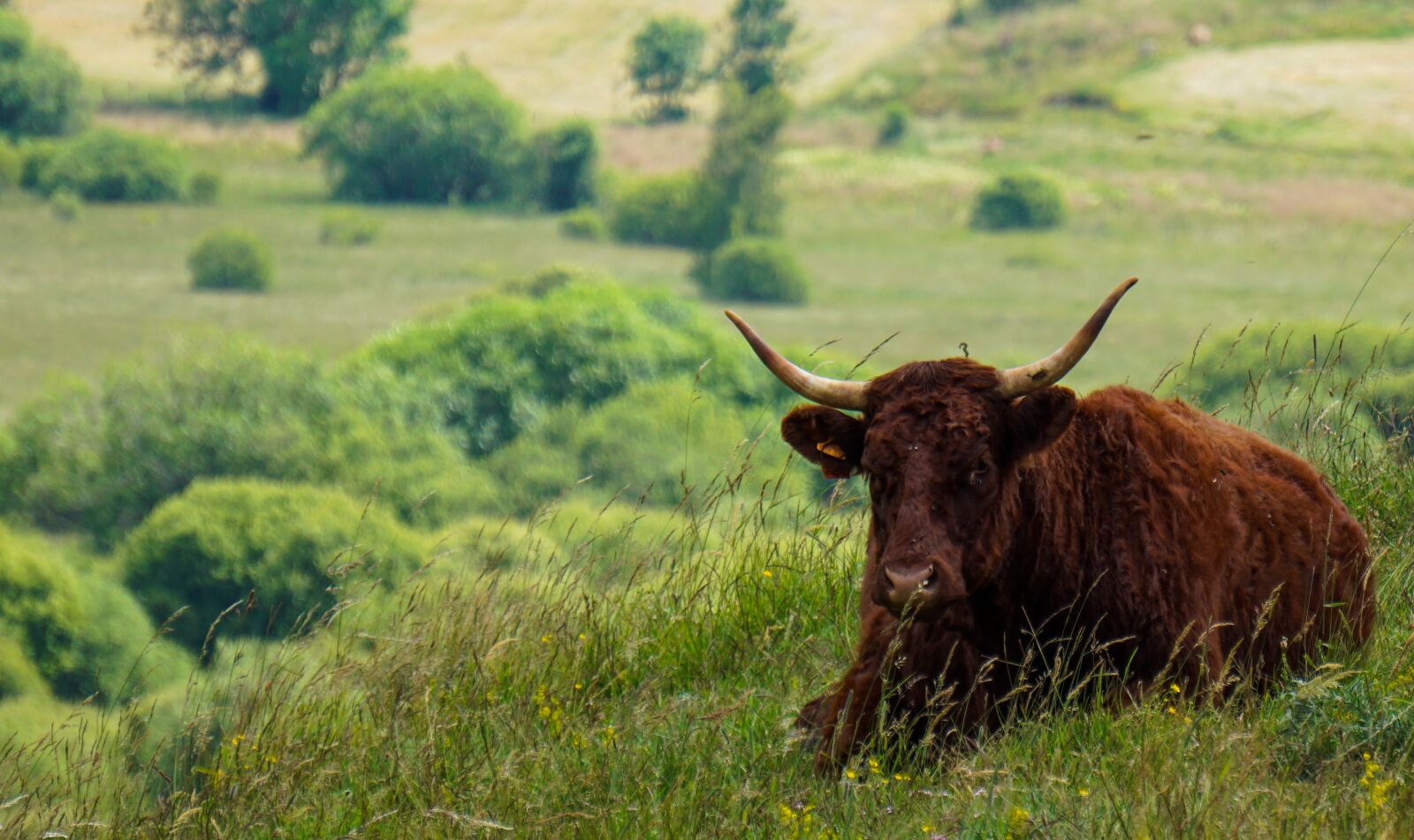 Sony a6000 sample photo. Cow, pre, cantal photography