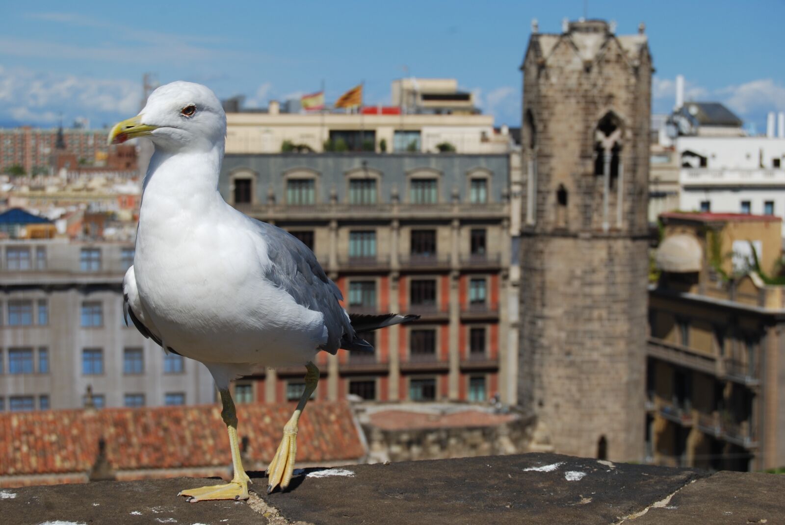 Nikon D40X sample photo. Seagull, bird, city photography