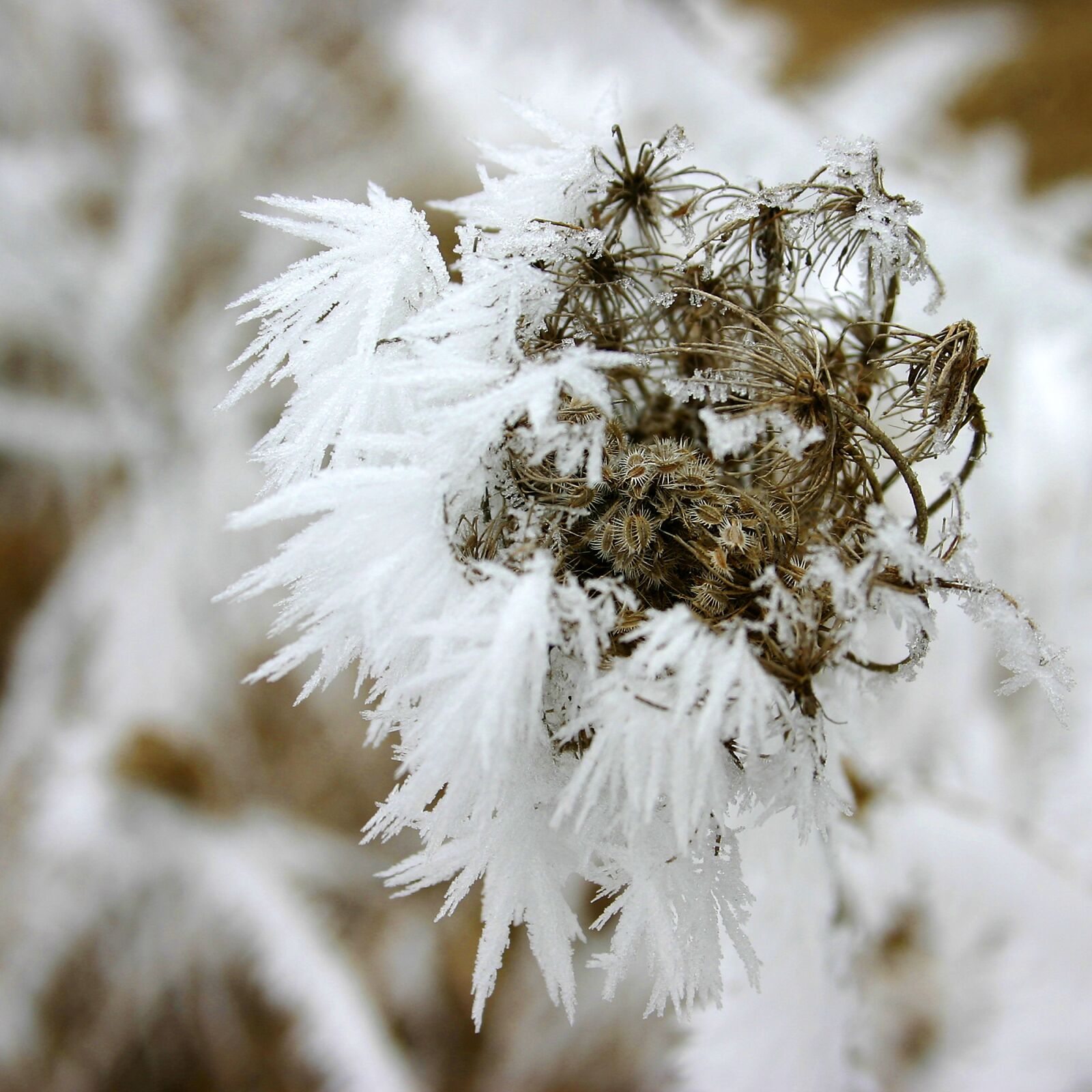 Canon EOS 300D (EOS Digital Rebel / EOS Kiss Digital) sample photo. Icing, rime, winter photography
