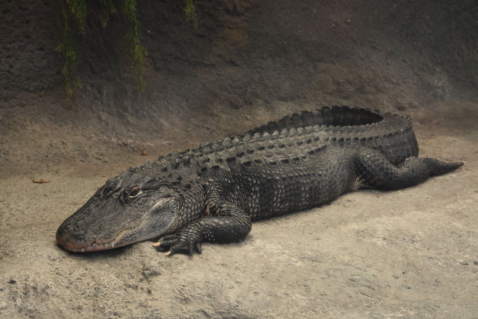 Nikon D3400 sample photo. Alligator, animal, predator photography