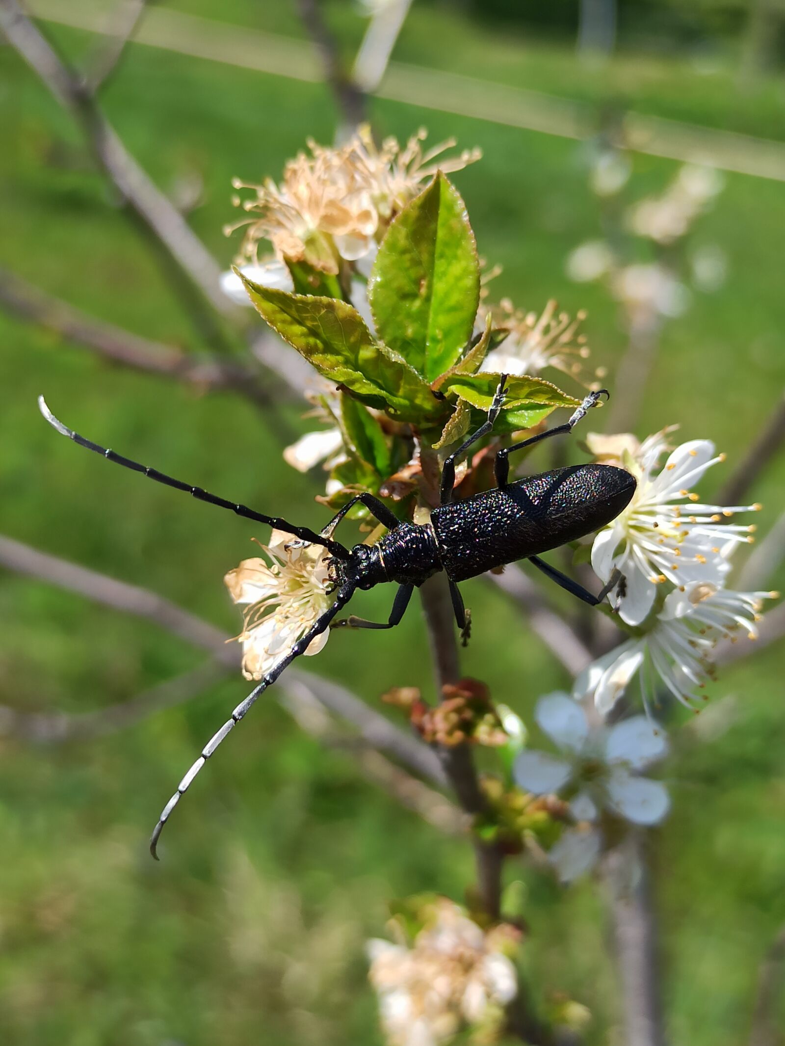 Xiaomi Redmi Note 8 Pro sample photo. Bug, cerambyx cerdo, great photography