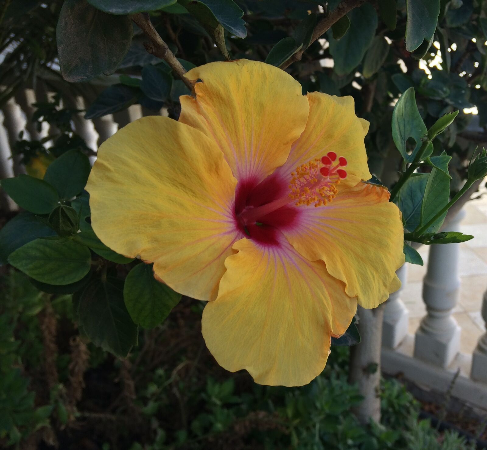 iPhone 5s back camera 4.15mm f/2.2 sample photo. Flower, yellow, petals photography