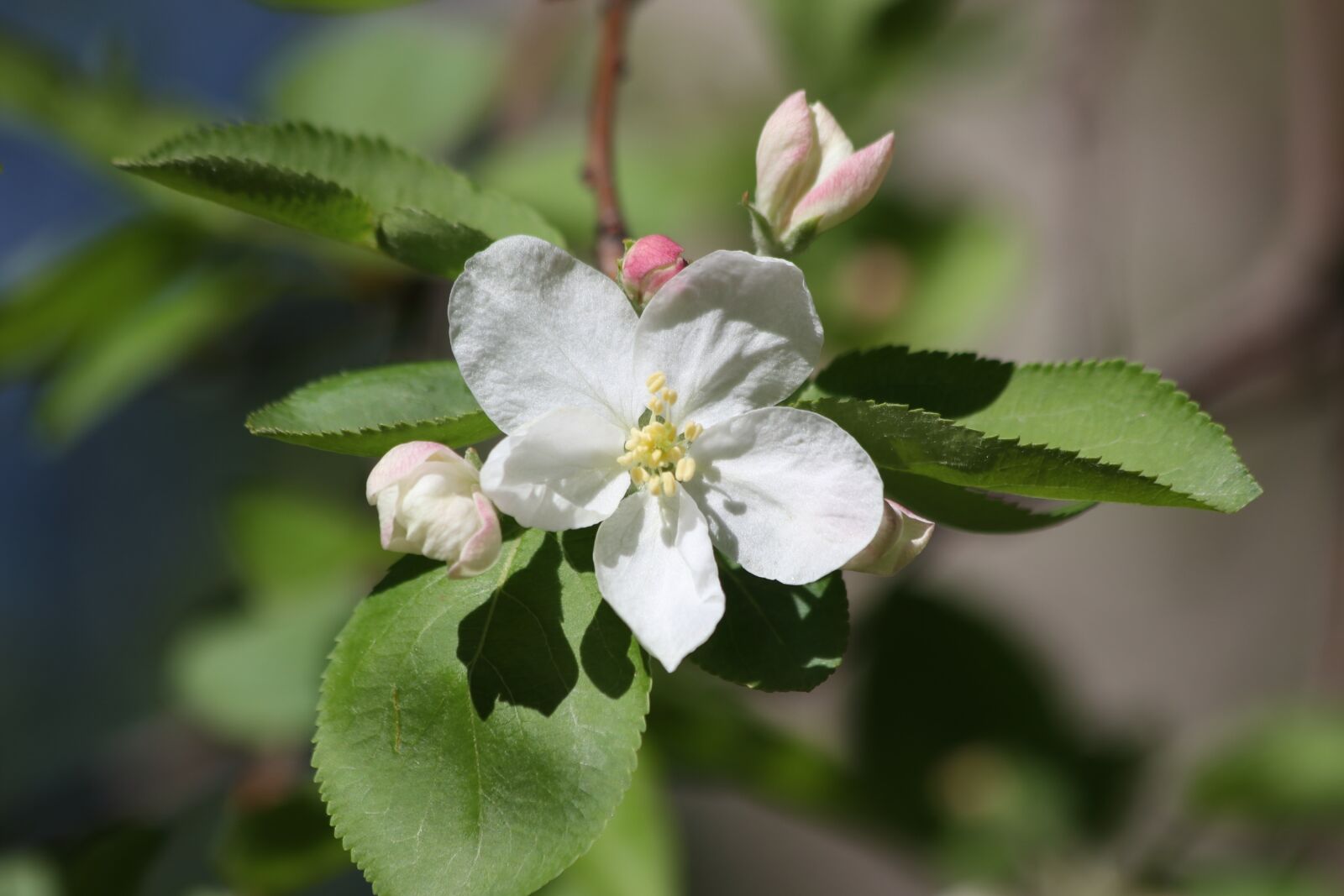 Canon EOS 77D (EOS 9000D / EOS 770D) + Canon EF 70-300mm F4-5.6 IS USM sample photo. Apple tree, blooming, flowers photography