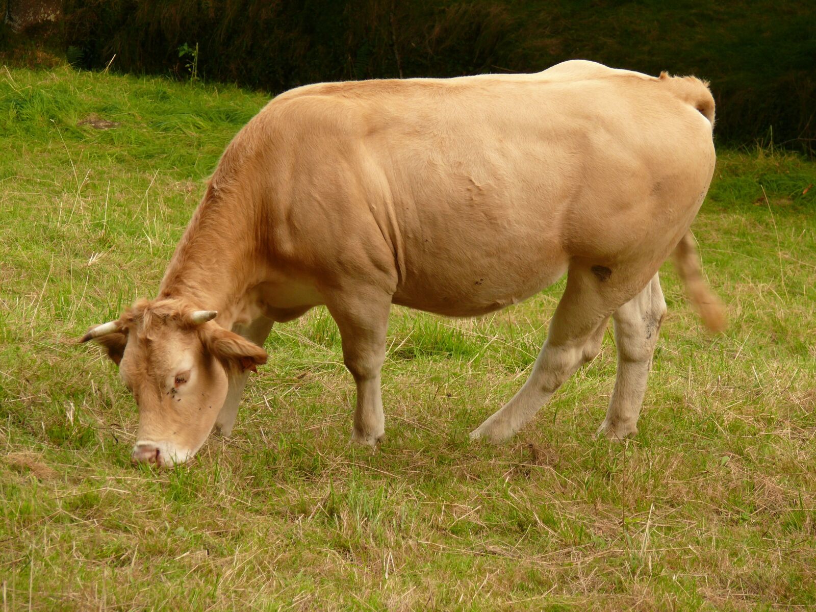 Panasonic DMC-FZ50 sample photo. Cow, aquitaine, blonde of photography