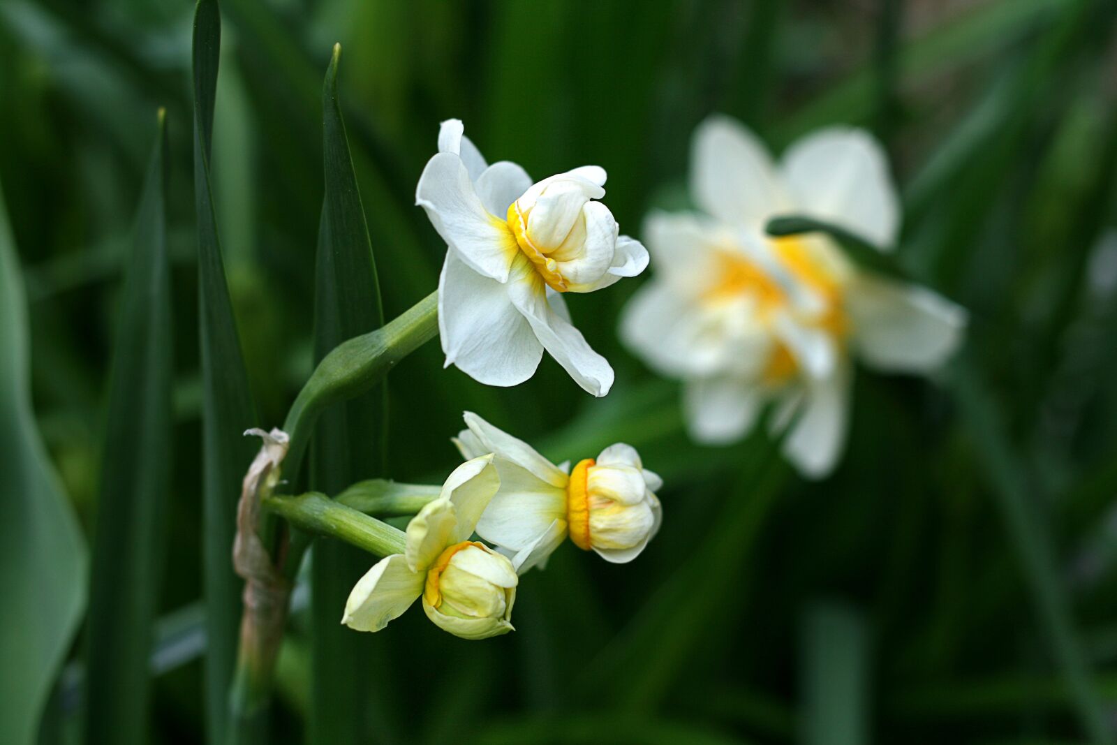 Canon EOS 400D (EOS Digital Rebel XTi / EOS Kiss Digital X) sample photo. Daffodil, spring, nature photography