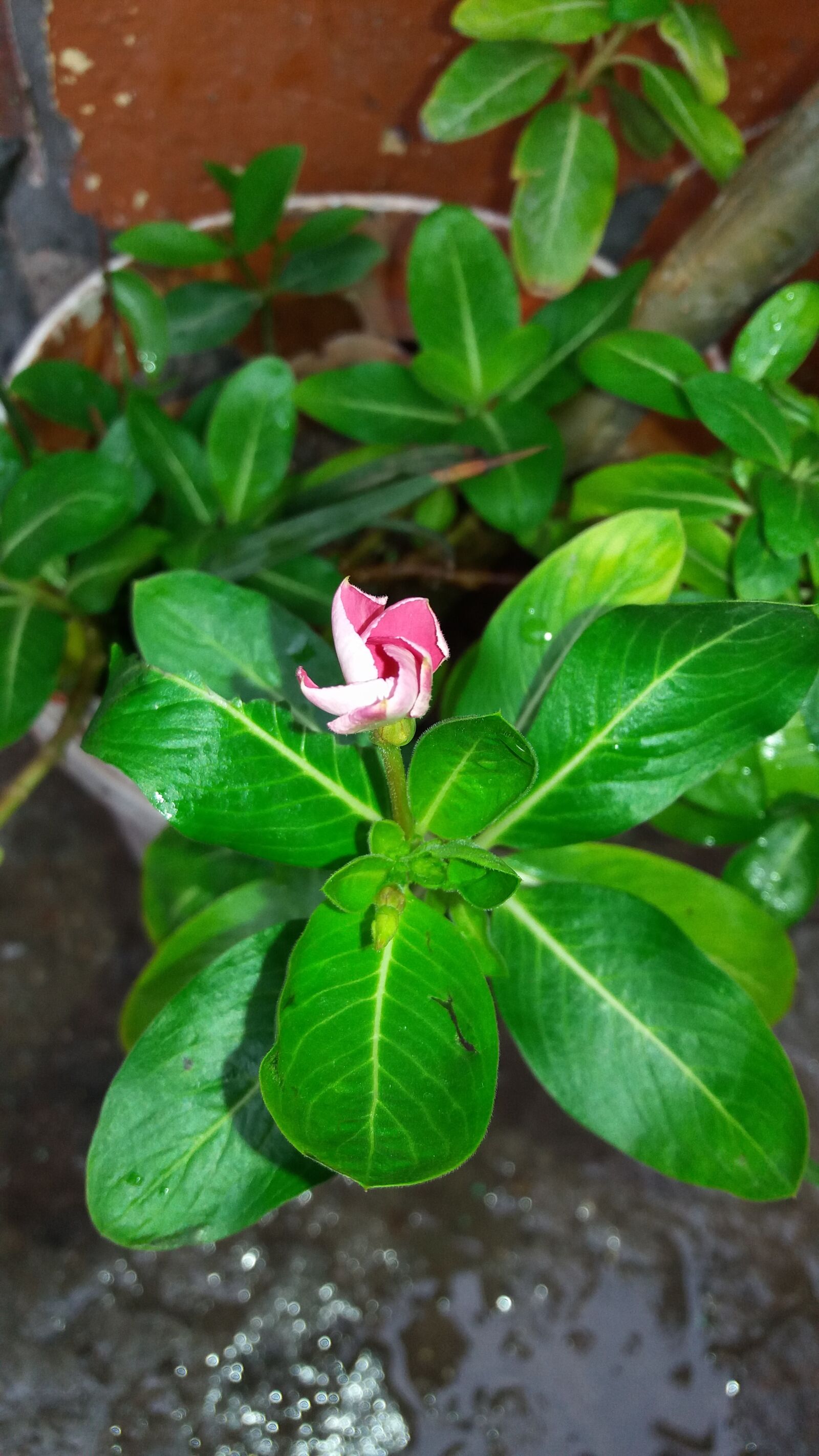 Samsung Galaxy J5 sample photo. Growing, flower, in, the photography