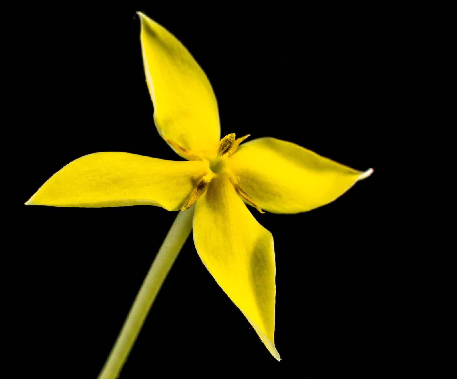 Nikon D5200 sample photo. Flower, blossom, bloom photography