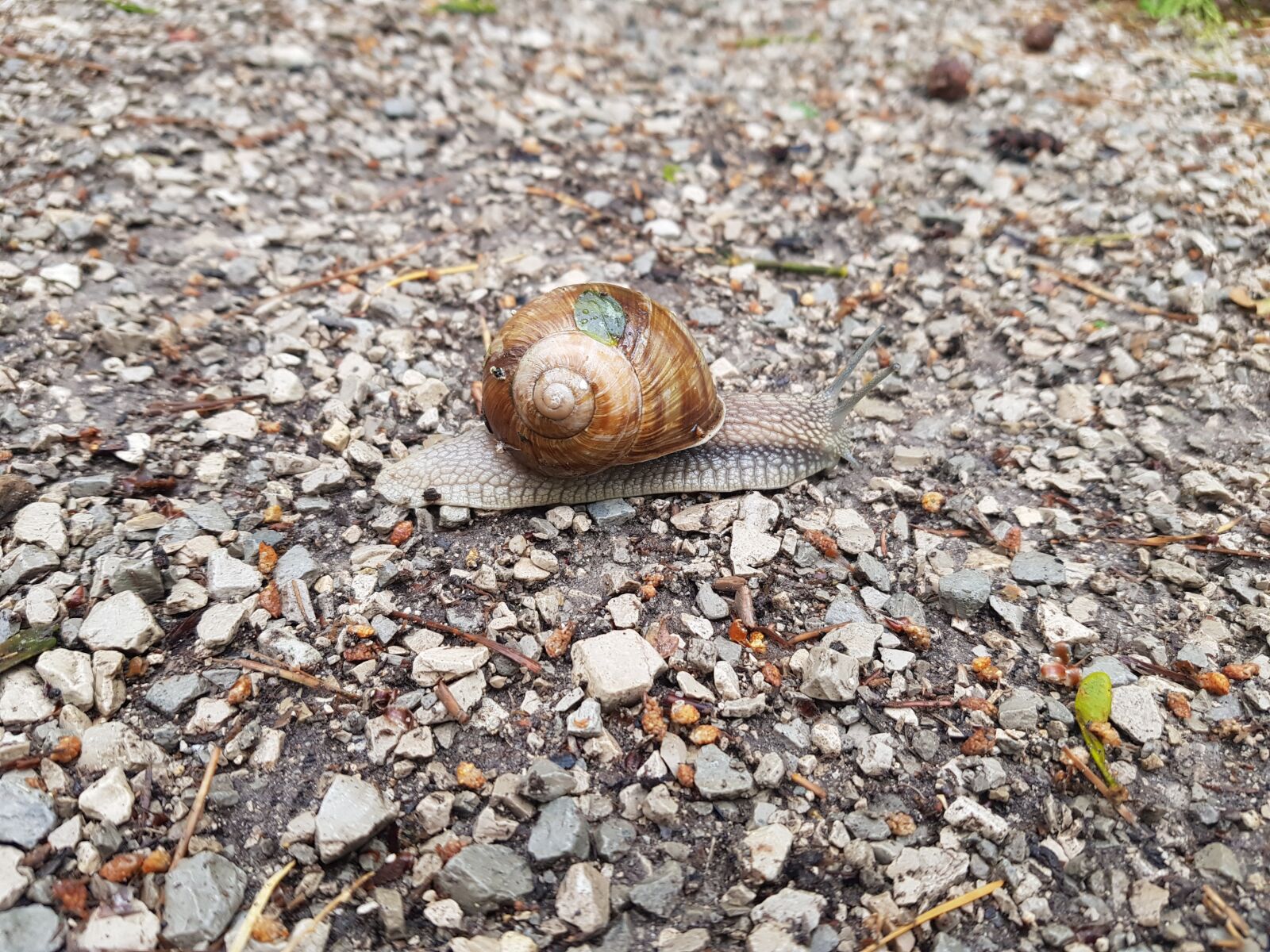 Samsung Galaxy S8 sample photo. Snail, rain, nature photography
