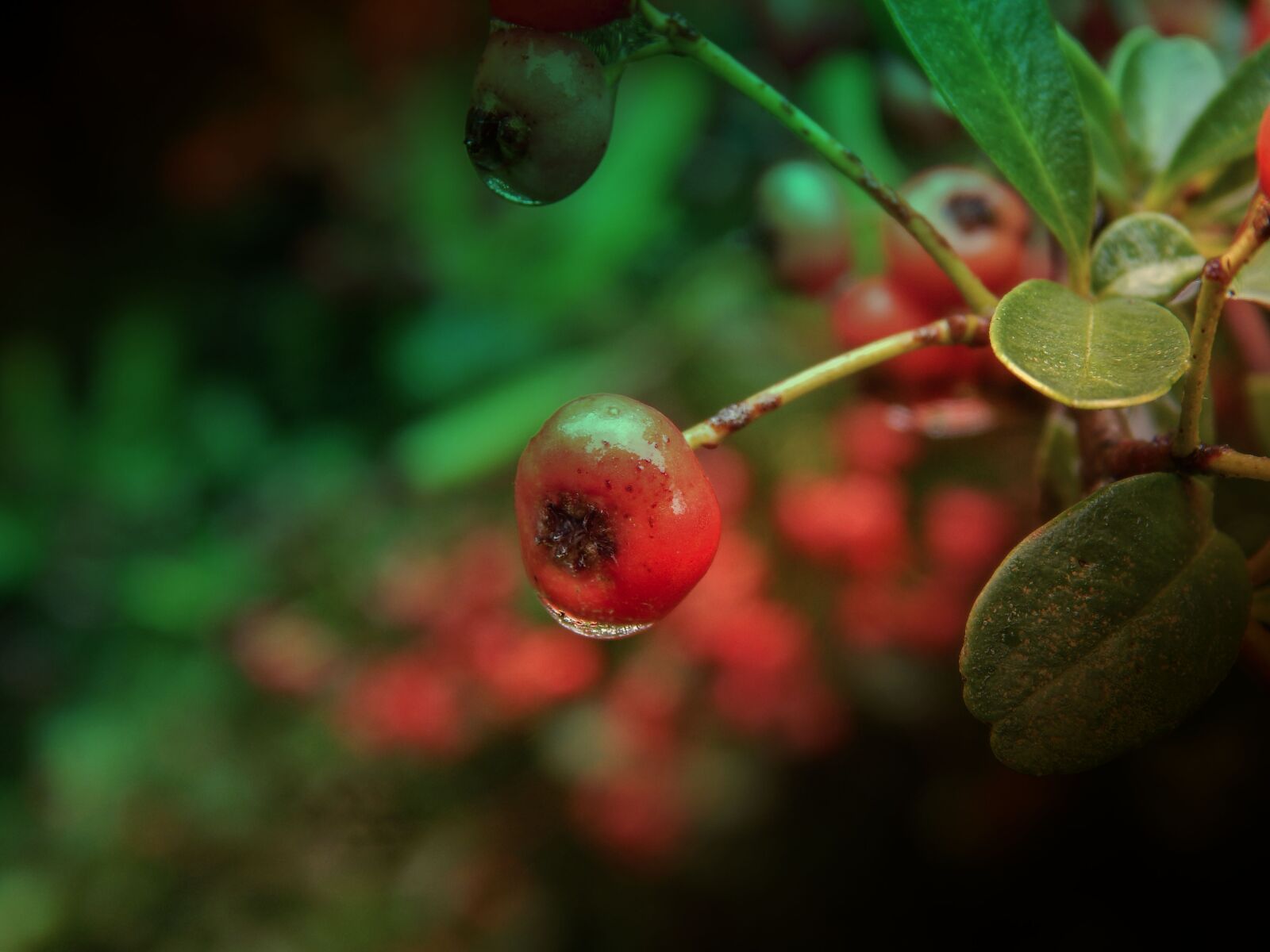 Nikon Coolpix L820 sample photo. Berry, autumn, rain photography