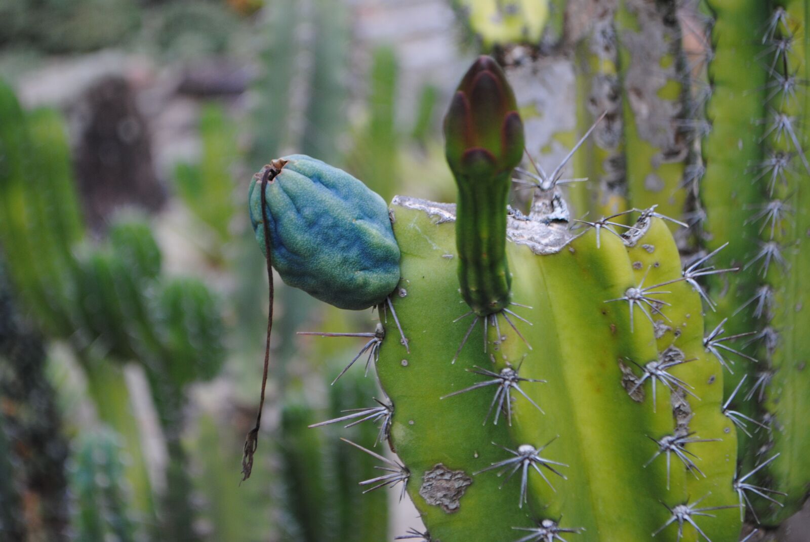 Nikon D3000 sample photo. Cactus, green, s photography