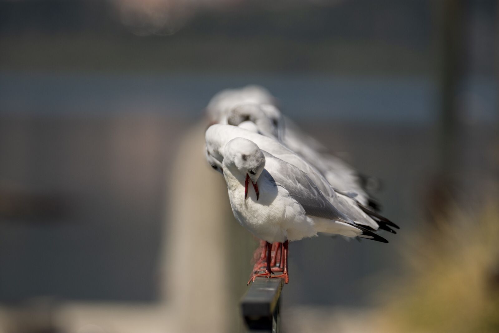 Nikon D7200 sample photo. Seagulls, bird, seagull photography