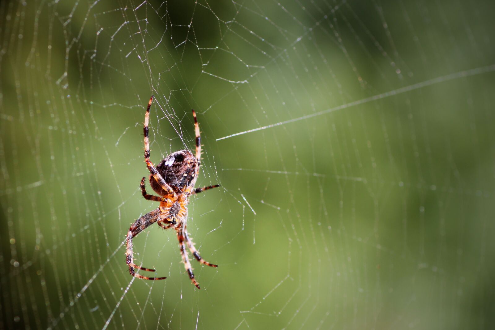 Tamron SP 90mm F2.8 Di VC USD 1:1 Macro sample photo. Spider, cobweb, insect photography