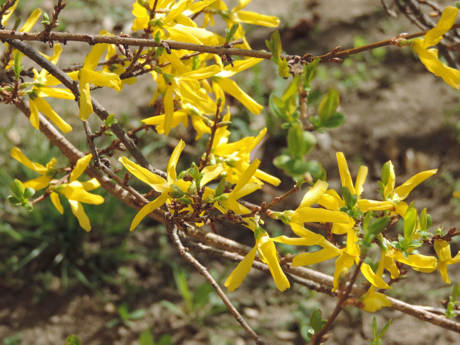 Nikon Coolpix P520 sample photo. Yellow, shrub, flora, tree photography