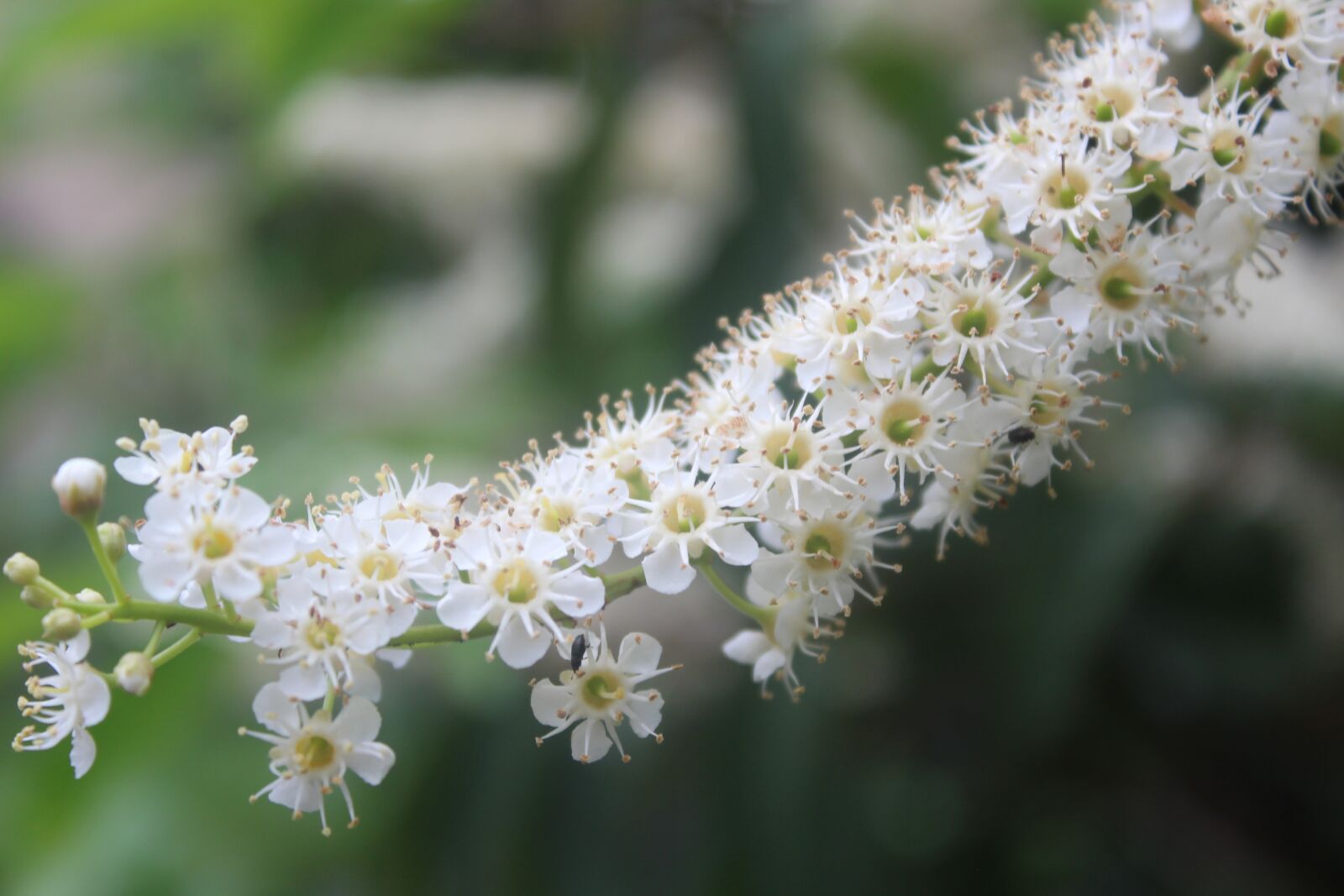 Canon EOS 1300D (EOS Rebel T6 / EOS Kiss X80) sample photo. Laurel blossom, laurel tree photography